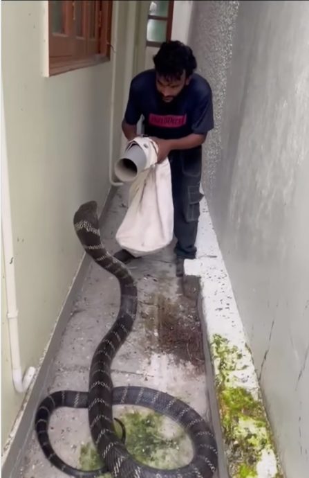 视频|塑料管+麻包袋擒巨型眼镜王蛇 印度小哥神操作惊呆全网