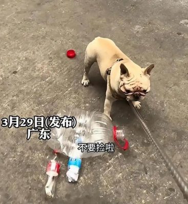  视频|斗牛犬爱捡废品5年攒6千 网友惊叹：比我赚得多！