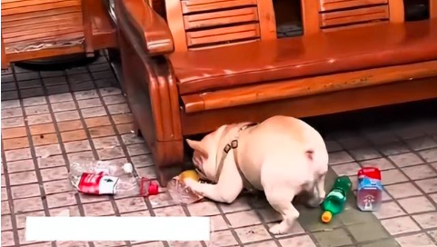  视频|斗牛犬爱捡废品5年攒6千 网友惊叹：比我赚得多！