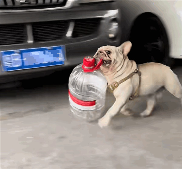  视频|斗牛犬爱捡废品5年攒6千 网友惊叹：比我赚得多！