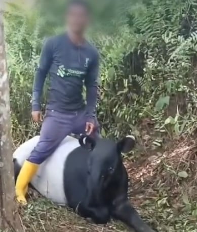 视频|温驯让移工骑坐 网忧野生膜病了吗？