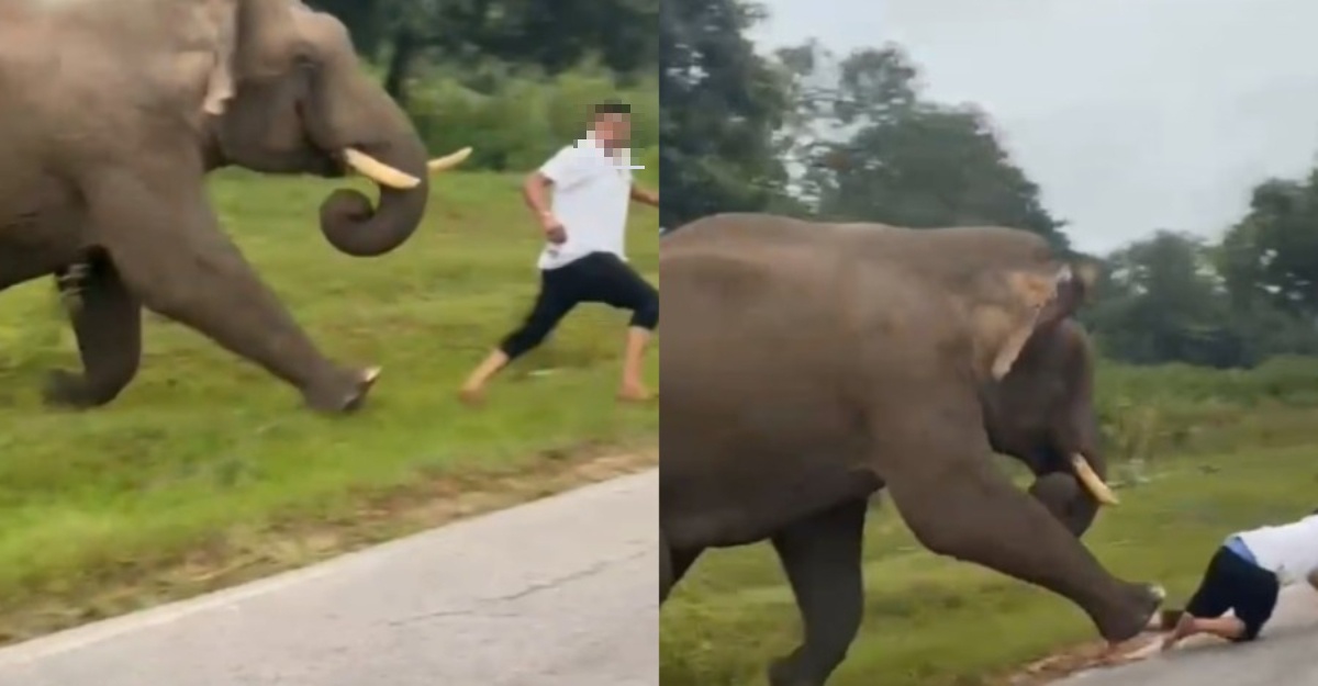 视频|游客自拍惹怒野象！ 下秒遭撞踏逃生还被罚款