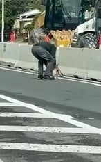 视频|澳无尾熊乱闯繁忙车道 82岁翁救出还“严厉训话”