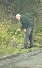 视频|澳无尾熊乱闯繁忙车道 82岁翁救出还“严厉训话”