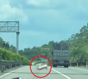 视频|猪跳车逃生摔地翻滚数圈 全程被行车记录仪拍下