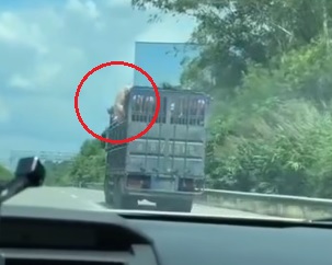 视频|猪跳车逃生摔地翻滚数圈 全程被行车记录仪拍下
