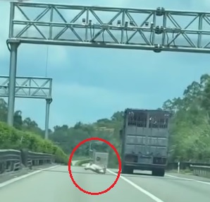 视频|猪跳车逃生摔地翻滚数圈 全程被行车记录仪拍下