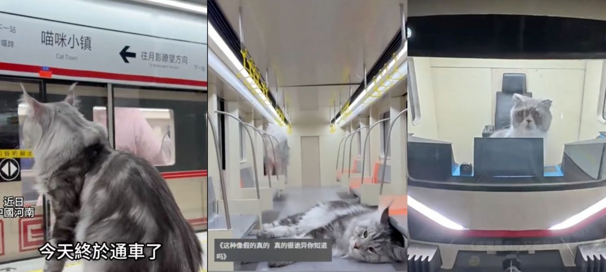 视频|萌宠博主4个月打造“猫咪地铁站” 模型逼真网民误为AI生成视频