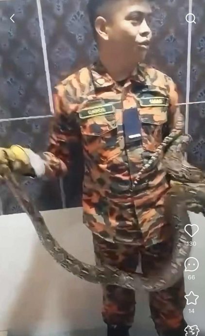 视频|蟒蛇入屋躲冰箱上 消拯员空手捉蛇超勇猛!