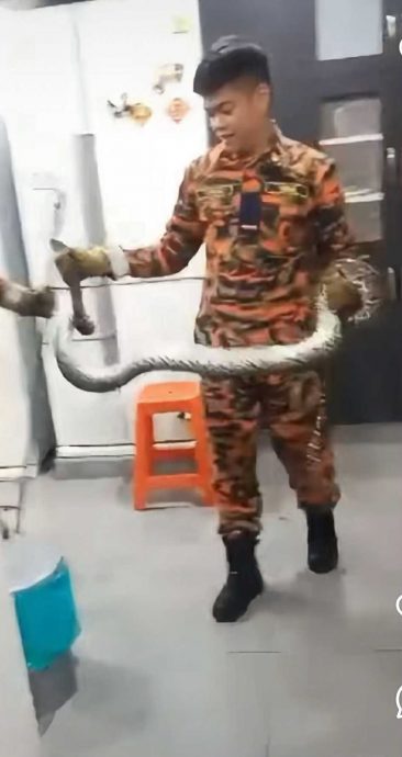 视频|蟒蛇入屋躲冰箱上 消拯员空手捉蛇超勇猛!