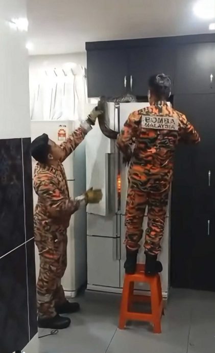 视频|蟒蛇入屋躲冰箱上 消拯员空手捉蛇超勇猛!