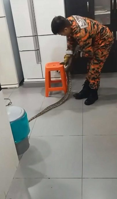 视频|蟒蛇入屋躲冰箱上 消拯员空手捉蛇超勇猛!