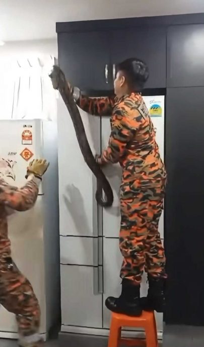 视频|蟒蛇入屋躲冰箱上 消拯员空手捉蛇超勇猛!