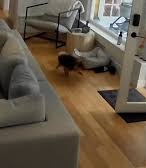 视频|闯民宅客厅探索偷吃狗粮 大黑熊遭家犬狂吠落荒逃