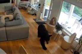 视频|闯民宅客厅探索偷吃狗粮 大黑熊遭家犬狂吠落荒逃