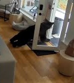 视频|闯民宅客厅探索偷吃狗粮 大黑熊遭家犬狂吠落荒逃