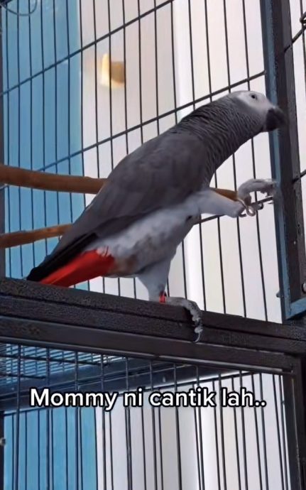 视频|鹦鹉宠物聪明嘴甜 不停夸主人“漂亮”逗乐网民