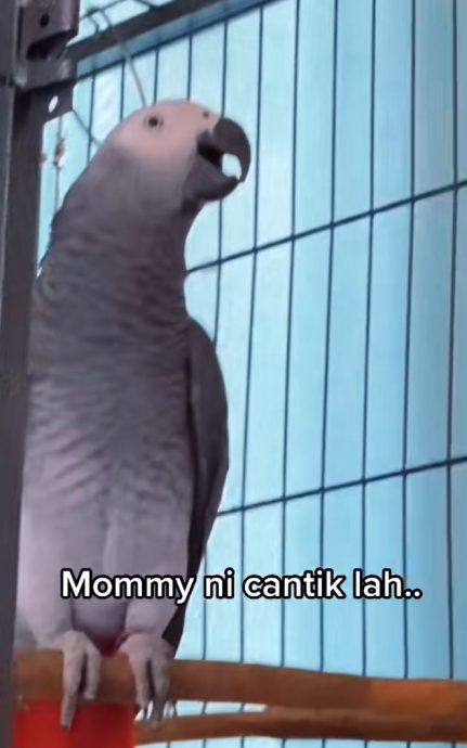 视频|鹦鹉宠物聪明嘴甜 不停夸主人“漂亮”逗乐网民