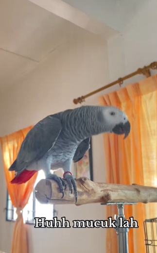 视频|鹦鹉宠物聪明嘴甜 不停夸主人“漂亮”逗乐网民