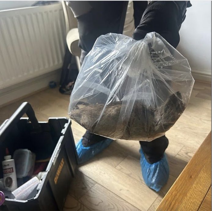 财政紧缩减少收集垃圾 英国2小镇爆鼠患 体型大如家猫!