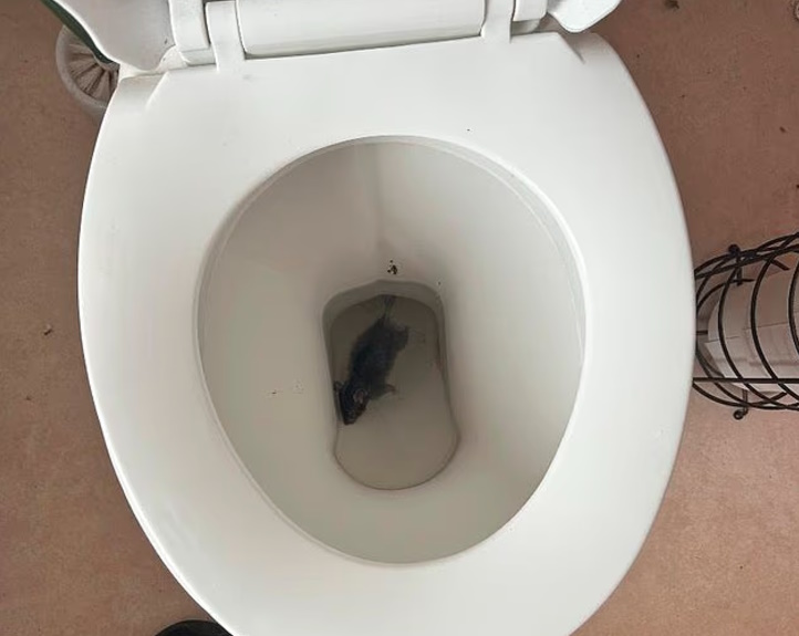 财政紧缩减少收集垃圾 英国2小镇爆鼠患 体型大如家猫!