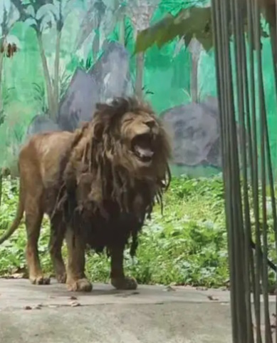 贵州动物园雄狮不爱洗澡 鬃毛打结酷似“乞丐”爆红!