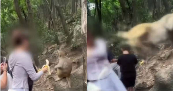 贵州风景区“拿香蕉逗猴子”被狠踹一脚　女游客跌落山谷