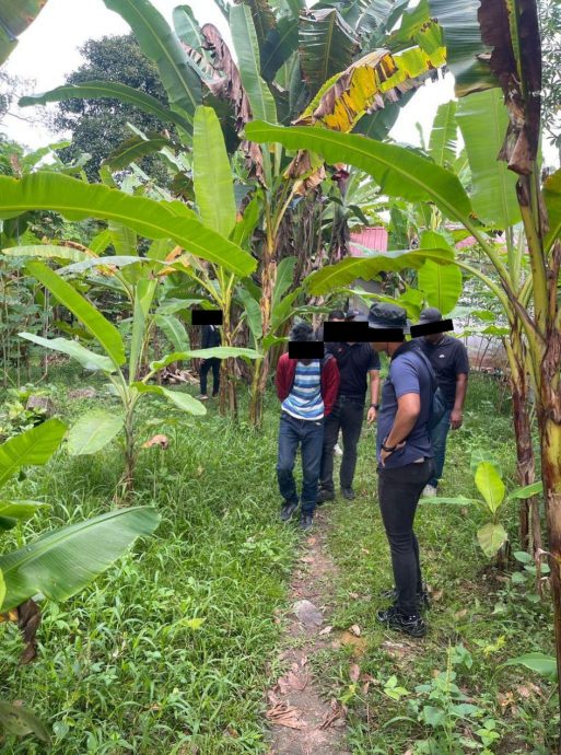 起获逾25万令吉毒品 霹警特别行动3天捕546人