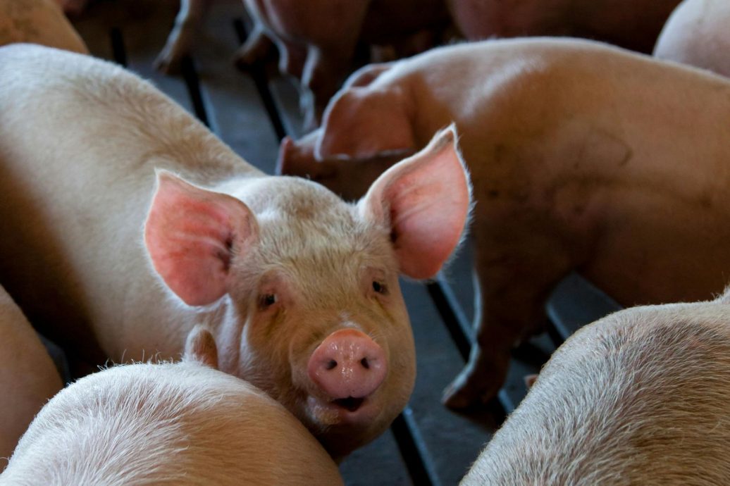 越南非洲猪瘟大爆发！10万头猪病死或扑杀　严重冲击供应链