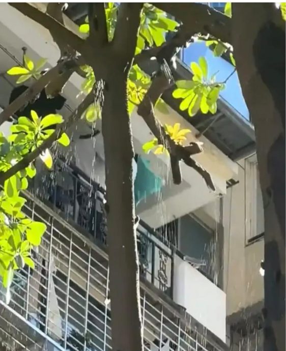 路过树下 蝉尿撒下 专家:无毒无害 夏天常态