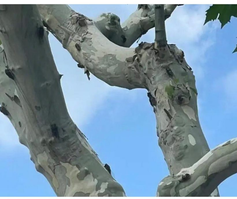 路过树下 蝉尿撒下 专家:无毒无害 夏天常态