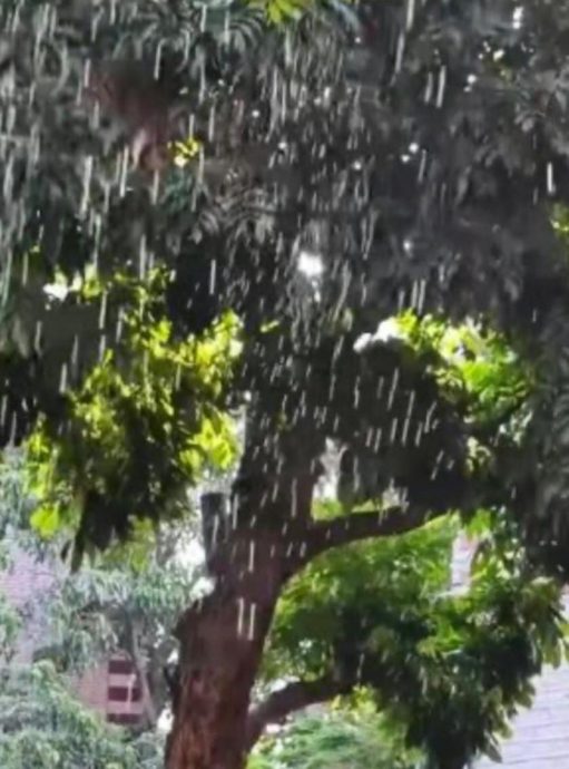 路过树下 蝉尿撒下 专家:无毒无害 夏天常态