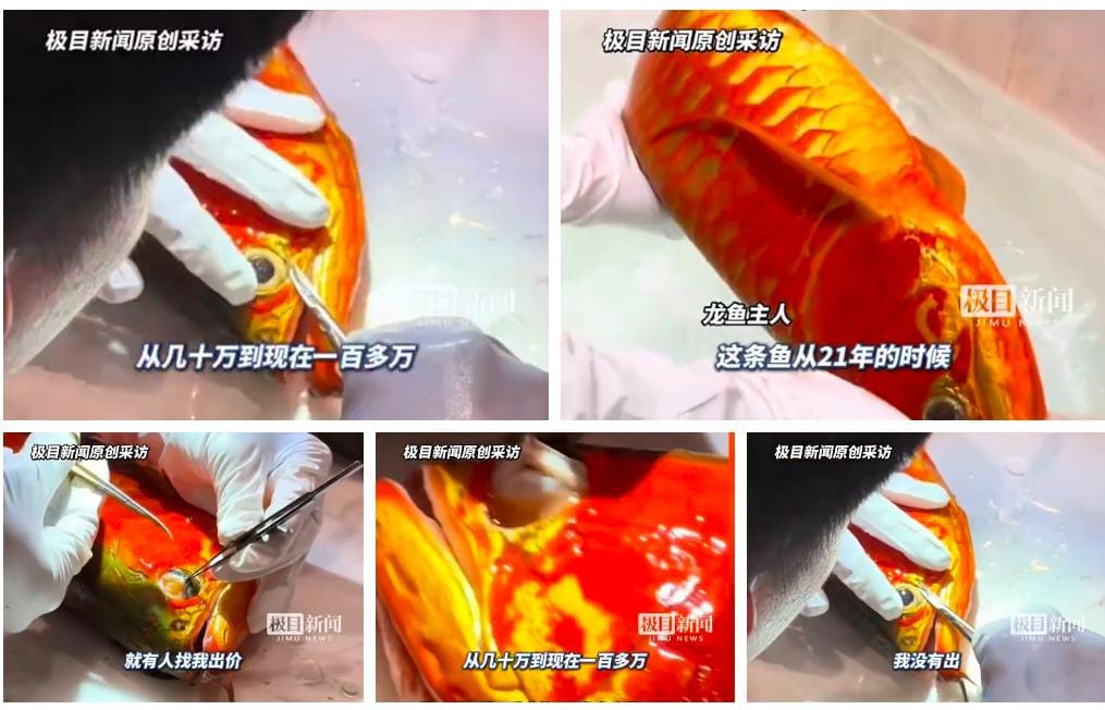 身价抵房价　得奖金龙鱼动眼睛手术主人坚持不卖继续参赛