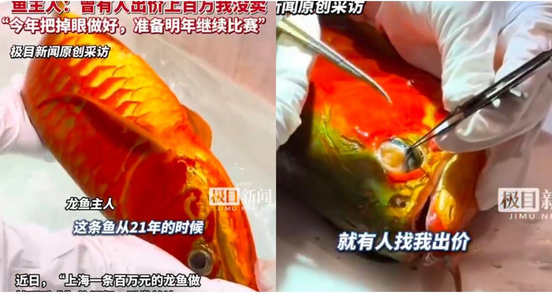 身价抵房价　得奖金龙鱼动眼睛手术主人坚持不卖继续参赛