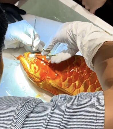 身价抵房价　得奖金龙鱼动眼睛手术主人坚持不卖继续参赛