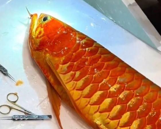 身价抵房价　得奖金龙鱼动眼睛手术主人坚持不卖继续参赛