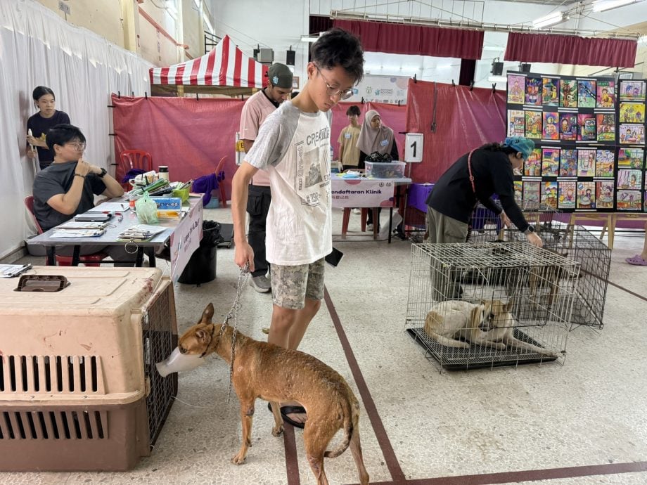 近打县浪爱同行闭幕  122猫203狗绝育