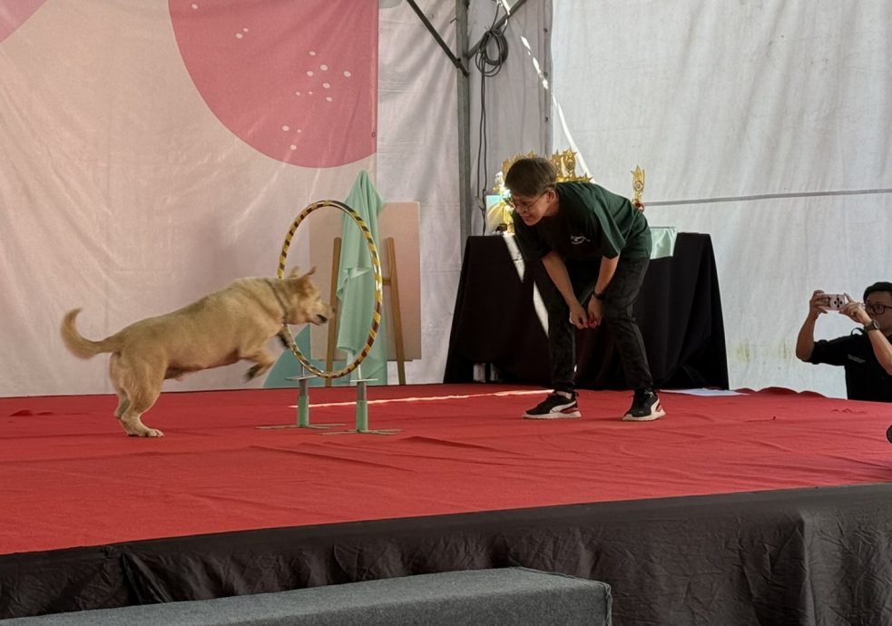 近打县浪爱同行闭幕  122猫203狗绝育