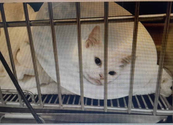 迪兰/奥客。傲慢。Ultraman