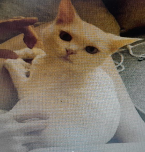 迪兰/奥客。傲慢。Ultraman