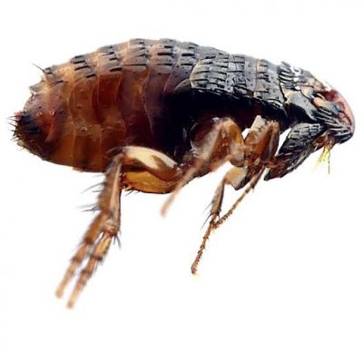 迪兰／曾经的定情信物