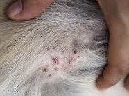 迪兰／曾经的定情信物