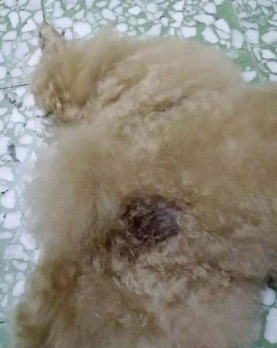 迪兰／贾森养狗看诊初体验