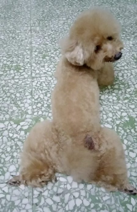 迪兰／贾森养狗看诊初体验