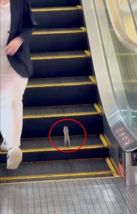 逆向狂奔却不断下滑 小鼠在手扶梯“健身”惹笑网民