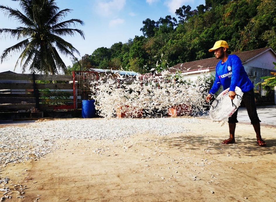 邦咯成霹江鱼仔捕获量最高地区 达2844吨 产值逾4267万