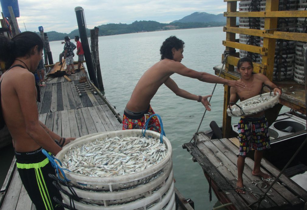 邦咯成霹江鱼仔捕获量最高地区 达2844吨 产值逾4267万