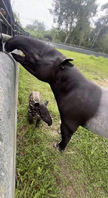 锺嘉怡/森林里的无名英雄