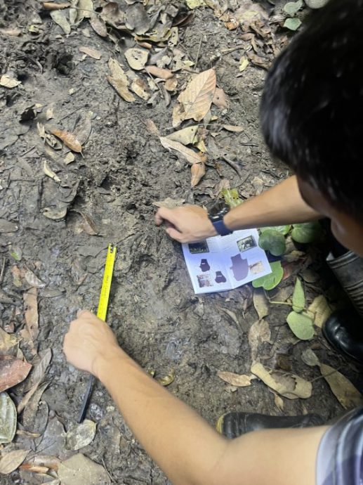 锺嘉怡/森林里的无名英雄