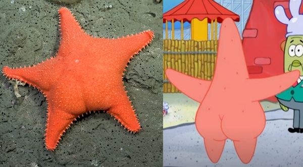 阿根廷深海“大屁股海星”爆红　网民：派大星没穿裤子